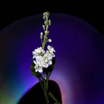 Flower Lightpainting