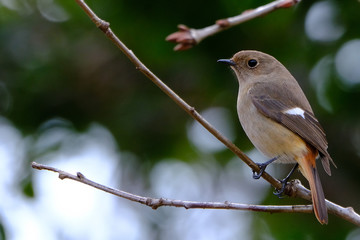 redstart on branch