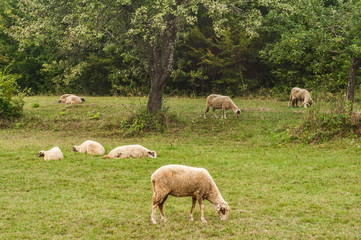Flock of sheep grazing in green grass summer mountain meadow