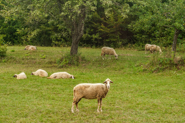 Flock of sheep grazing in green grass summer mountain meadow