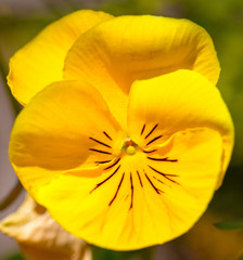 Closeup of Yellow Pansy