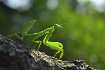 Close up of the Praying Mantis