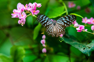 Tirumala septentrionis, the dark blue tiger butterfly