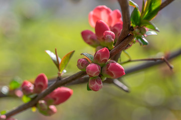 Ornamental flowering shrub Chaenomeles japonica cultivar superba with beautiful light pink petals and yellow center