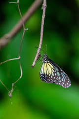Ceylon blue glassy tiger butterfly