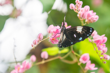 Blue and white brush-footed butterfly