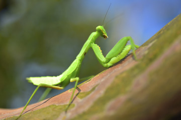 Close up of the Praying Mantis