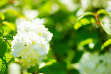 White hydrangea flower blossom in garden. Hydrangea bushes. White flowers for Valentine's Day. Copy space