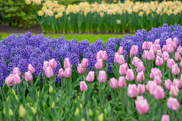 Purple hyacinths,pink tulips and daffodils field Spring background Netherlands.