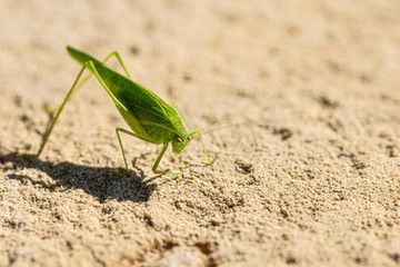 macro fotografía de saltamontes verde
