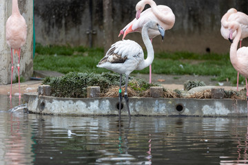 珍しい(？) 白いフラミンゴ, 子ども (white flamingo)