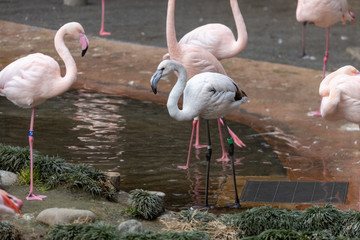 珍しい(？) 白いフラミンゴ, 子ども (white flamingo)