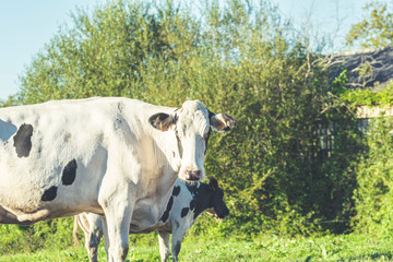 vacas lecheras en el campo