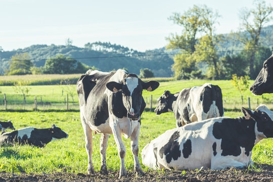 vacas lecheras en el campo