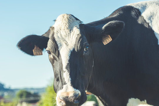 vacas lecheras en el campo