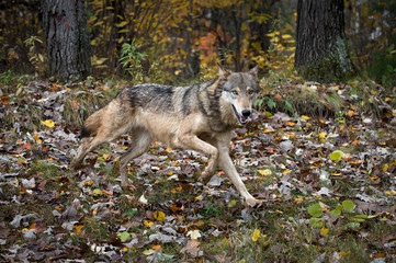 Grey Wolf (Canis lupus) Runs Left in Autumn Woods