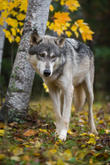 Naklejka na ściany i meble Grey Wolf (Canis lupus) Steps Past Birch Trees Autumn
