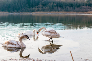 white swans on an autumn lake on a sunny day