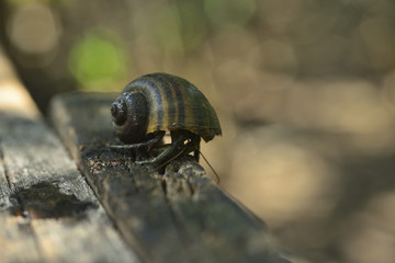 Close up of  Hermit crab on the wood Nanliao St North Dist Hsinchu