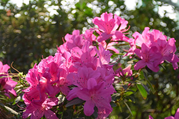 Pink azalea bush in greenhouse. Beautiful flowers. Season of flowering azaleas.