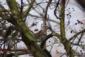 Ptak Kwiczoł ,Kwiczoł ,ptak na drzewie © LBanacki