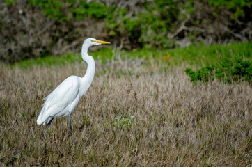 Great Egret (Ardea alba), Monterey County, CA.
