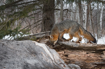 Naklejka na ściany i meble Grey Fox (Urocyon cinereoargenteus) Looks Down Into Log Winter