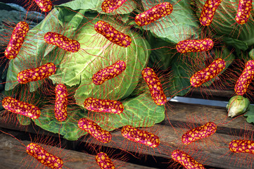 E.Coli Bacteria Cabbage