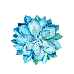 Blue watercolor succulents flower on the white background