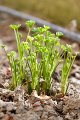 Marshmallow (Althaea officinalis) sprouts growing in the garden