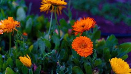 Madre Natura © manuel