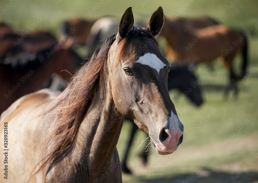 Wall mural Dark buckskin akhal-teke horse portrait closeup with horse herd as background. Free akhal-teke horse portrait