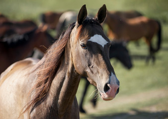 Dark buckskin akhal-teke horse portrait closeup with horse herd as background. Free akhal-teke horse portrait