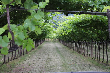 Wein Weinrebe Weintraube Frankreich 