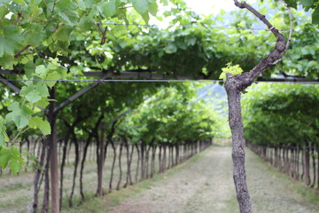 Weintraube Weinrebe Wein