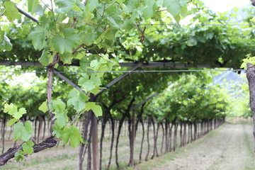 Wein Weinrebe Traube