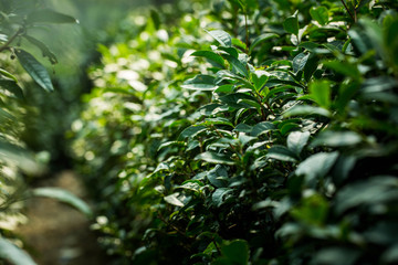Tea Leaves in The Tea Plantations  in India