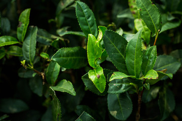 Tea Leaves in The Tea Plantations  in India