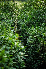 Fototapeta na wymiar Tea Leaves in The Tea Plantations in India
