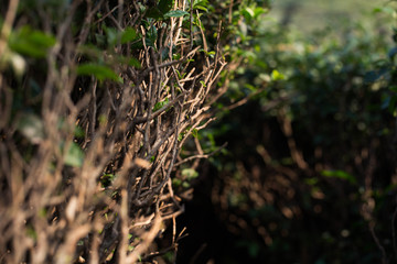 Tea Leaves in The Tea Plantations  in India
