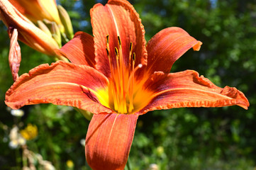 Tiger Lily flower close-up outdoors