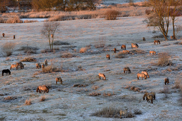 Wild horses in Jelgava during frosty winter morning.