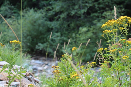 Wildflowers on Pritchard Creek