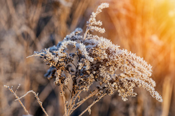 Grass in macro closeup covered with frost during winter sunrise .