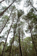 Fototapeta premium campamento en el terrero