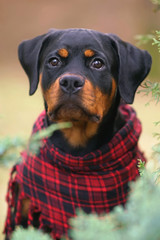 The portrait of a black and tan Rottweiler puppy posing outdoors in green bushes wearing a red checkered scarf on its neck