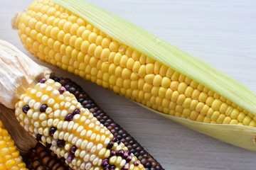 Diversity of very colorful, organic and natural ears