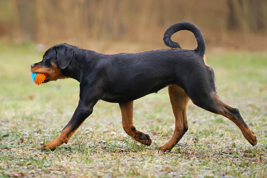 Happy black and tan Rottweiler puppy running outdoors holding a toy in its mouth