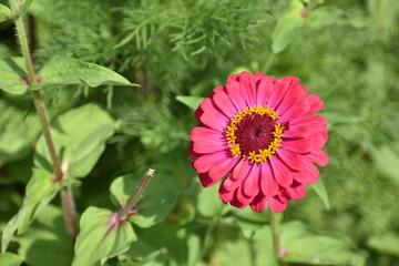 Pink Zinnia haageana flower blooming in a Berlin park Germany