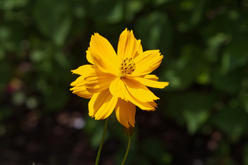 Flowers, plants, colours, nature, beauty 